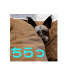 アル 日常編（個別スタンプ：4）
