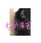 黒うさぎさん2（個別スタンプ：5）