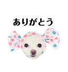 すんすーのスタンプ作ってみました！（個別スタンプ：1）