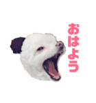 すんすーのスタンプ作ってみました！（個別スタンプ：3）