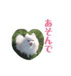 すんすーのスタンプ作ってみました！（個別スタンプ：10）