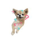 愛犬ぱぴ＆ぺこ①（個別スタンプ：4）