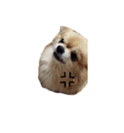 愛犬ぱぴ＆ぺこ①（個別スタンプ：5）