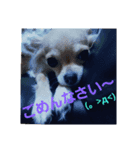 愛犬ぱぴ＆ぺこ①（個別スタンプ：7）