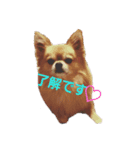 愛犬ぱぴ＆ぺこ①（個別スタンプ：8）