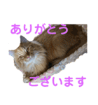 ネコのノアくん（個別スタンプ：6）