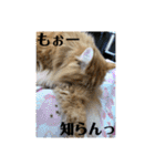 ネコのノアくん（個別スタンプ：8）