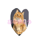 ネコのノアくん（個別スタンプ：9）