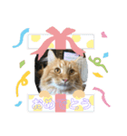 ネコのノアくん（個別スタンプ：12）