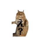 ネコのノアくん（個別スタンプ：15）