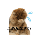 ネコのノアくん（個別スタンプ：22）