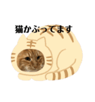 ネコのノアくん（個別スタンプ：24）