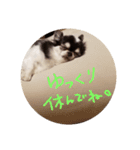 ちょぼこ2（個別スタンプ：13）