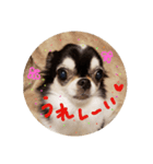 ちょぼこ2（個別スタンプ：16）
