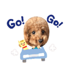トイプードルのロイ。よく使う編。（個別スタンプ：24）
