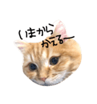 うにとろろ（個別スタンプ：7）