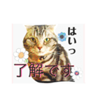 気ままな猫達0と花（個別スタンプ：6）