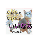 気ままな猫達0と花（個別スタンプ：11）