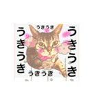 気ままな猫達0と花（個別スタンプ：18）