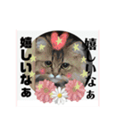 気ままな猫達0と花（個別スタンプ：19）