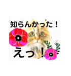 気ままな猫達0と花（個別スタンプ：23）