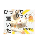 気ままな猫達0と花（個別スタンプ：28）