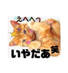 気ままな猫達0と花（個別スタンプ：33）