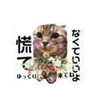 気ままな猫達0と花（個別スタンプ：37）