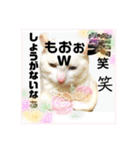 気ままな猫達0と花（個別スタンプ：38）