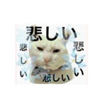 気ままな猫達0と花（個別スタンプ：40）