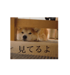 はるとお散歩（個別スタンプ：2）