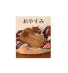 はるとお散歩（個別スタンプ：3）