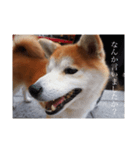 はるとお散歩（個別スタンプ：7）