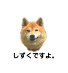 柴犬のしずく パート2（個別スタンプ：1）