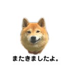 柴犬のしずく パート2（個別スタンプ：2）