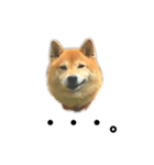 柴犬のしずく パート2（個別スタンプ：3）