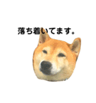 柴犬のしずく パート2（個別スタンプ：4）