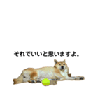 柴犬のしずく パート2（個別スタンプ：6）