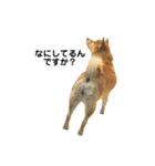 柴犬のしずく パート2（個別スタンプ：7）