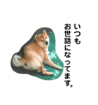 柴犬のしずく パート2（個別スタンプ：9）