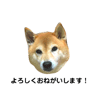 柴犬のしずく パート2（個別スタンプ：10）