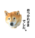 柴犬のしずく パート2（個別スタンプ：11）