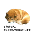 柴犬のしずく パート2（個別スタンプ：12）