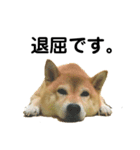 柴犬のしずく パート2（個別スタンプ：13）