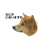 柴犬のしずく パート2（個別スタンプ：16）