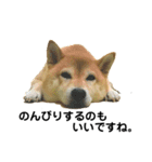 柴犬のしずく パート2（個別スタンプ：17）