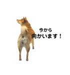 柴犬のしずく パート2（個別スタンプ：18）