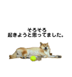 柴犬のしずく パート2（個別スタンプ：19）