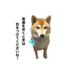 柴犬のしずく パート2（個別スタンプ：20）