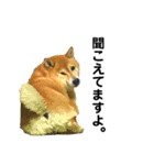 柴犬のしずく パート2（個別スタンプ：21）